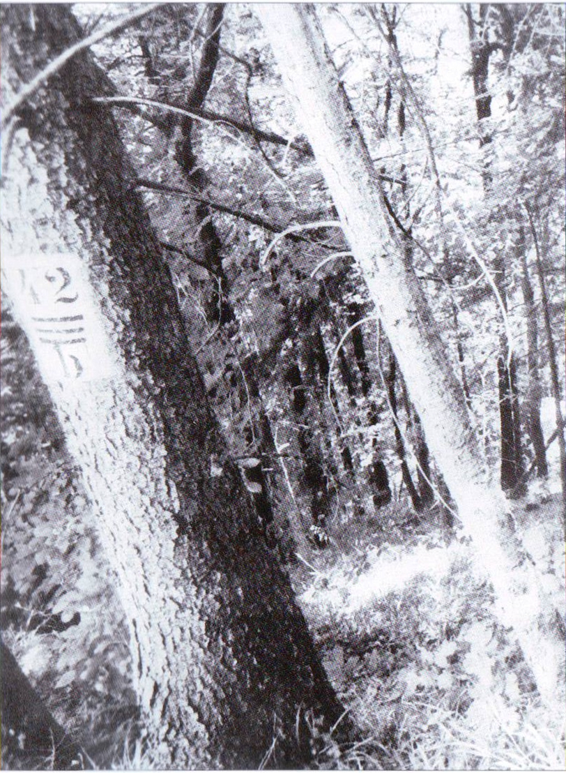 Zivicnjak_01_stablo_42b.jpg
